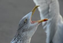 call behavior during peak hours