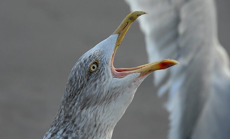 call behavior during peak hours