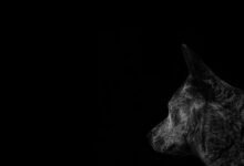 asylmendibaeva profile overview summary