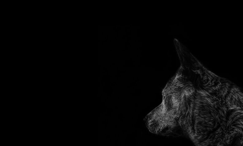 asylmendibaeva profile overview summary