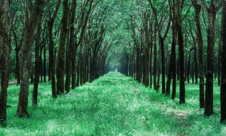 follower growth strategies guide