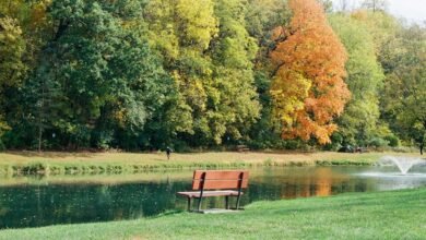 movie download guide features